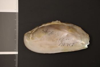 Media type: image;   Malacology 178717 Description: Preserved specimen.;